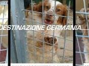 Firma petizione canili italiani laboratori vivisezione tedeschi