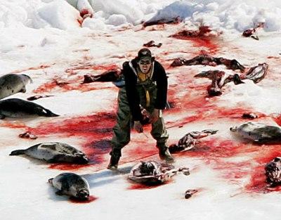 Protesta globale: fermiamo la barbara uccisione delle foche canadesi per la vendita della loro pelliccia