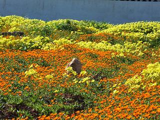 Foto – Come una lucertola al sole