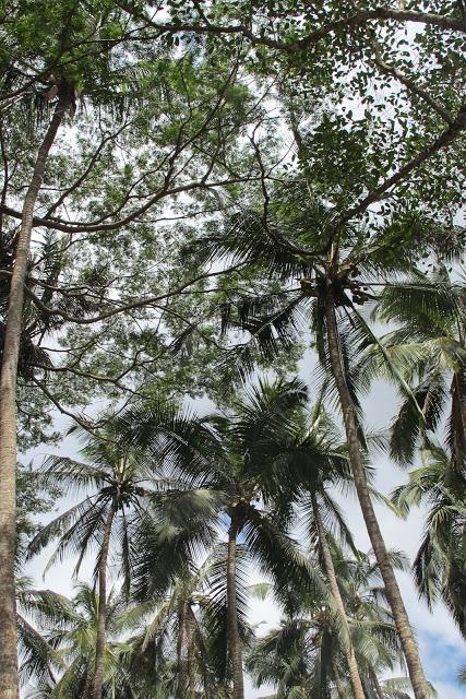 L´Isola delle spezie_Zanzibar