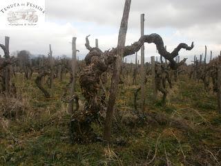 IL MUSMECI 2010, cru di Nerello Mascalese di Tenuta di Fessina, alla maxi Orizzontale dell’Etna organizzata da Cronache di Gusto per VINITALY 2013