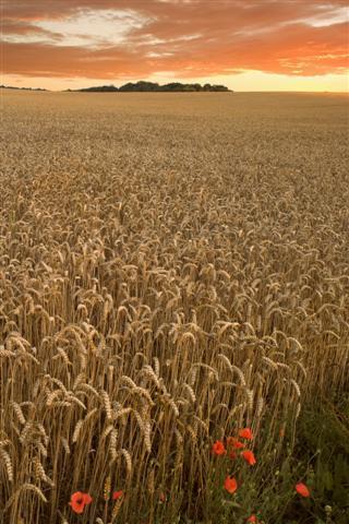 Campo di grano