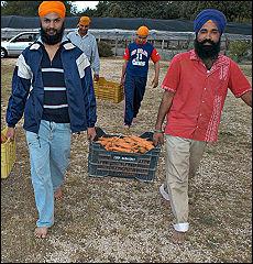 Così vengono sfruttati i Sikh nelle campagne laziali