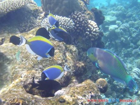 MARI, MARINAI, MARINE…VOGLIA DI MARE