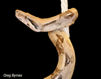 boa constrictor serpente