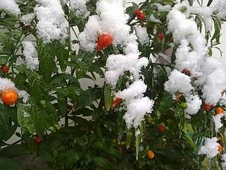 1° DICEMBRE ovvero LA NEVE