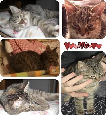 Dolci carezze: Armony