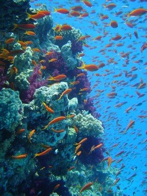 Una vista del Fiji Great Sea Reef