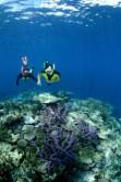 Snorkelling sul Great sea Reef da Nukubati Island Resort