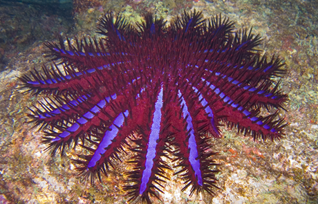 Una stella marina incoronata del Great Sea Reef - Fiji