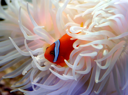 Un pesce pagliaccio del Great Sea Reef