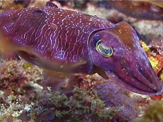 un Clutterfish del Great Sea reef