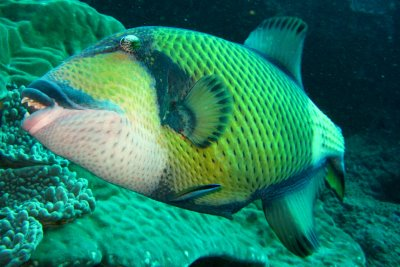 un Titan Triggerfish del Fiji Great Sea Reef