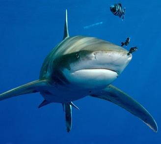 squalo bianco attacca i turisti: divieto di balneazione a Sharm el-Sheikh
