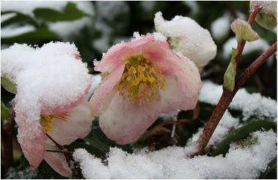 LA ROSA DI NATALE