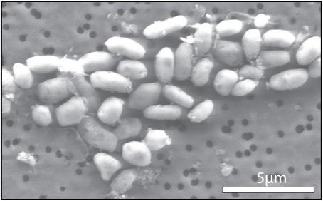 La biochimica velenosa della NASA