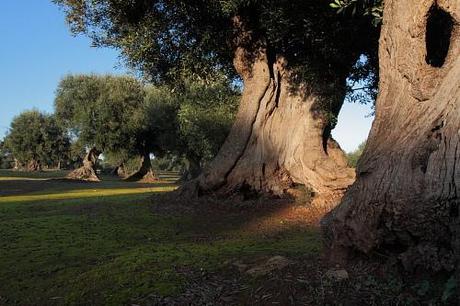 Perché l’olio extra vergine d’oliva è alimento-farmaco