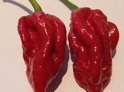 peperoncino potente mondo: Naga Viper