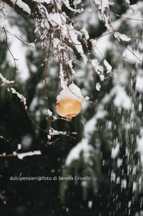 SOTTO LA NEVE… qualche scatto