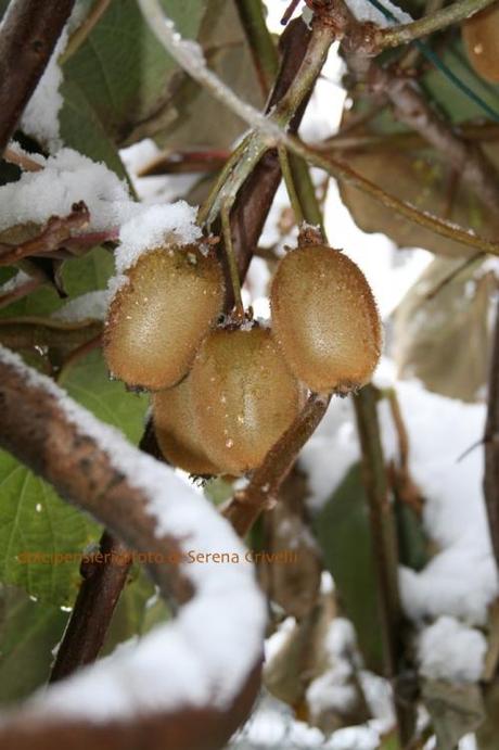 SOTTO LA NEVE… qualche scatto