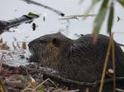 Buccinasco nuovo metodo contenimento delle nutrie