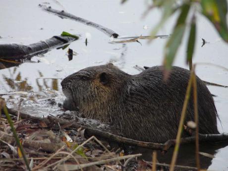 Buccinasco – Un nuovo metodo di contenimento delle nutrie