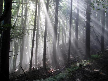 Per vie e per viali…ecco le luci: alcune vive, alcune morte