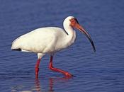 mercurio rende Ibis omosessuali