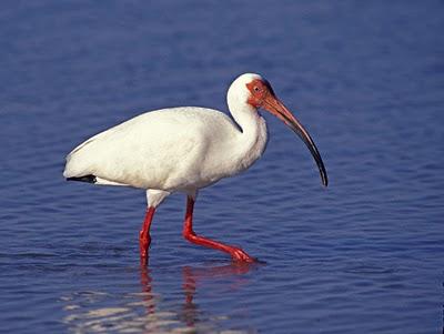 ibis mercurio