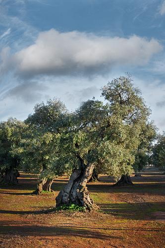 sTrangeTrees