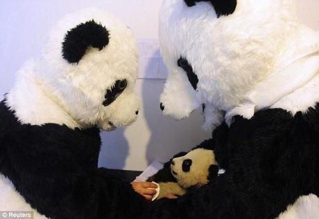 Who are you? Researchers carefully take the four-month-old cub's temperature during a physical examination in Hetaoping Research and Conservation Centre for the Giant Panda