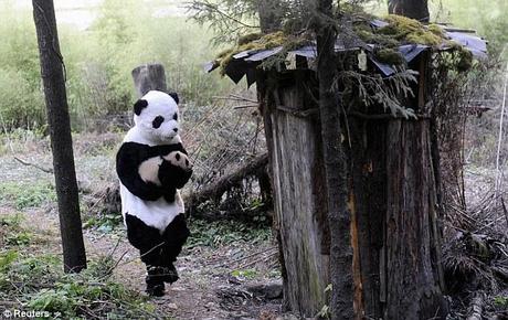 Helping hand: One of the scientists carries the cub away for the examination