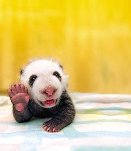 SE MAMMA PANDA E PAPA' PANDA SONO UOMINI MASCHERATI ...