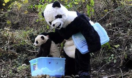 Handle with care: The cub is placed in a box to be taken from its habitat