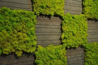 un muschio naturale indoor_MOSS design