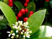 tradizionali colori natalizi della skimmia japonica