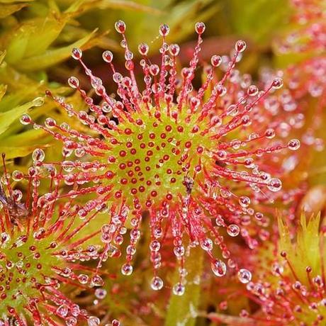 Omeopatia si: Drosera e tosse secca.