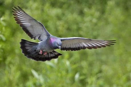 800px-Rock_dove_-_natures_pics