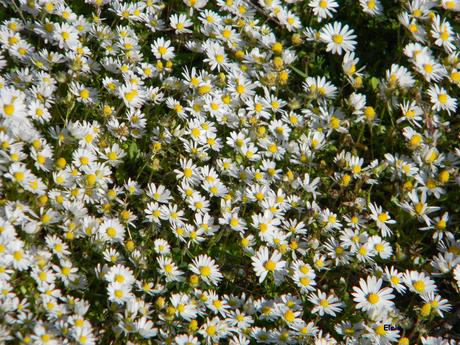 Anche ad Ortovero Giornate della Fai Primavera 