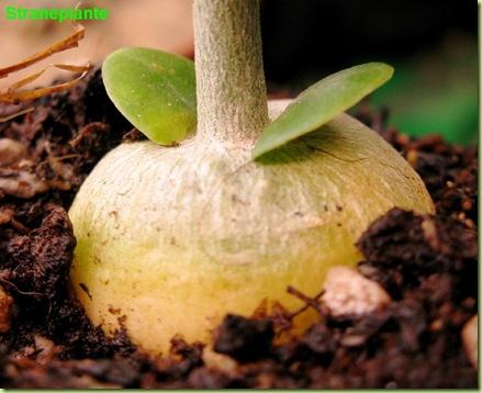 young fockea edulis caudex