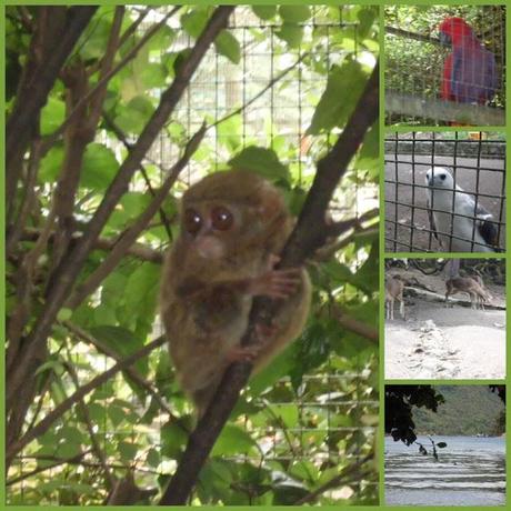 Viaggi in Indonesia: lo zoo di Bitung
