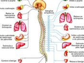 NF100 Sistema Nervoso Autonomo.