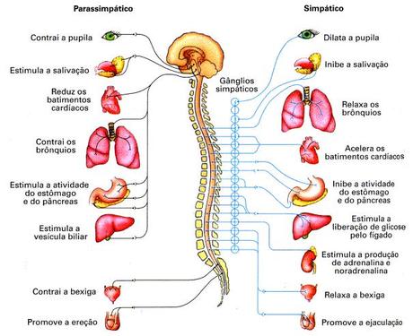 NF100 – Il Sistema Nervoso Autonomo.