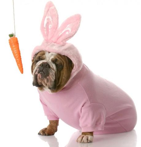 bunny dog