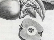 Forma cibo masticazione correlazione