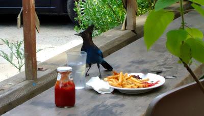La ghiandaia famelica