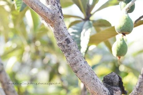 shabbyecountrylife.blogspot.it