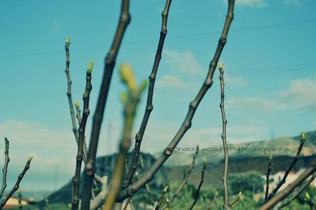 shabbyecountrylife.blogspot.it