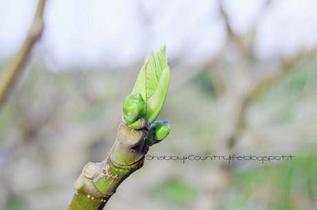 shabbyecountrylife.blogspot.it