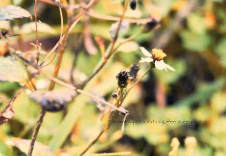 shabbyecountrylife.blogspot.it